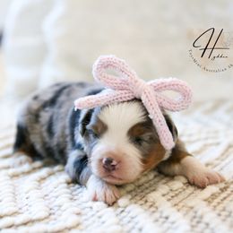 Pancake - Blue merle female Toy Australian Shepherd puppy in Charlestown, Indiana from Hydden Aussies