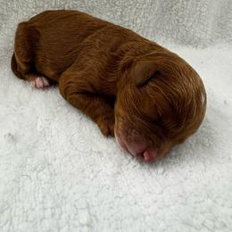 The little red headed girl - Red female Cavapoo puppy in Queen Creek, Arizona from Sunny Doodles