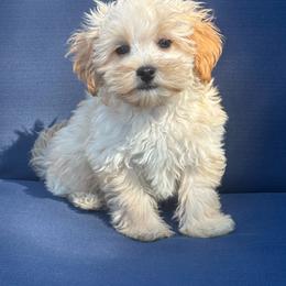 Teddy - Cream male Maltipoo puppy in Lancaster, Kentucky from Dream Paws Puppies, LLC