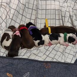 Dachshund puppies from Little Paws Doxies