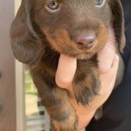 Dachshunds from Gena’s Dachshunds