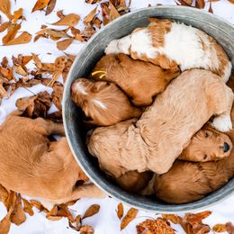 Cockapoo and Goldendoodle Puppies from Vino and Vespa Doodles