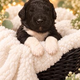 Toto - Parti male Poodle puppy in Washington, Pennsylvania from Patriotic Poodles