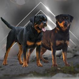 Rottweilers from A & F Rottweilers