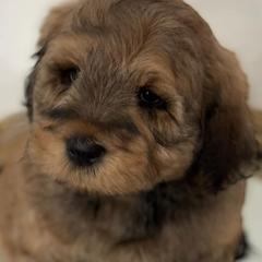 Cockapoos and Goldendoodles from Royal Doodles of Texas