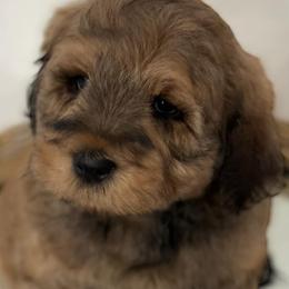 Cockapoos and Goldendoodles from Royal Doodles of Texas