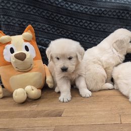 Lula girl 4 - Light golden female Golden Retriever puppy in Niles, Michigan from Composer Goldens