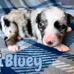 Bluey - Blue merle female Miniature American Shepherd puppy in Millington, Tennessee from Goading Glee Glade
