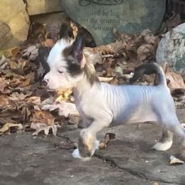 Chihuahua and Chinese Crested Puppies from Western Kentucky Chihuahua’s and Chinese Crested’s