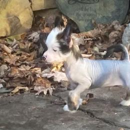 Chihuahua and Chinese Crested Puppies from Western Kentucky Chihuahua’s and Chinese Crested’s