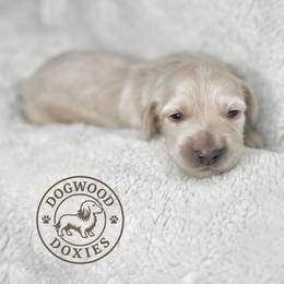 Coconut - Cream male Dachshund puppy in Monroe, North Carolina from Dogwood Doxies