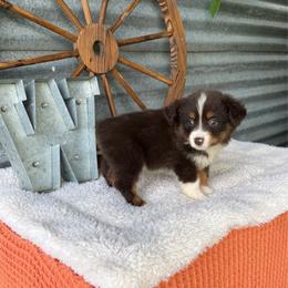 Café - Red tri female Miniature Australian Shepherd puppy in Checotah, Oklahoma from Wild Outlaw Aussies
