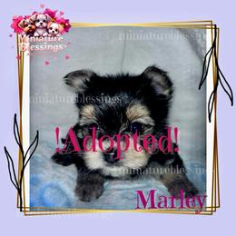 MARLEY - Black and tan male Morkie puppy in Asheville, North Carolina from Miniature Blessings
