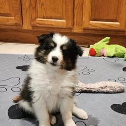 Trinket - Black white and tan female Shetland Sheepdog puppy in Memphis, Tennessee from Ambrozia Kennels