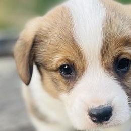 Boy 1 - Pembroke Welsh Corgi puppy in Solano County, California from Early Spring Corgis
