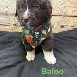 Dozer - White and brown male Newfoundland puppy in Goodhue, Minnesota from Claypits Newfoundlands