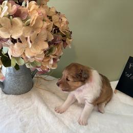 Cupcake - Sable and white female Shetland Sheepdog puppy in Chambersburg, Pennsylvania from Clark Kennel Shelties