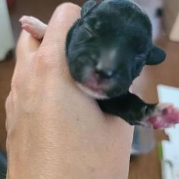 Ppm2 - Black and white male Chinese Crested puppy in New Castle, Pennsylvania from Long Haul Cresteds & Long Rotts