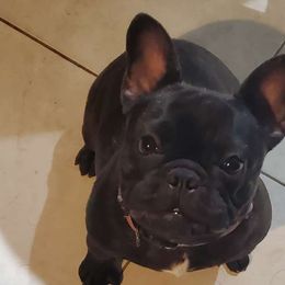 Girl 1 - Brindle French Bulldog puppy in Cape Coral, Florida from Arralaine Pups