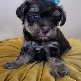 Daisy - Phantom female Bernedoodle puppy in Decatur, Tennessee from Diamond's Doodles