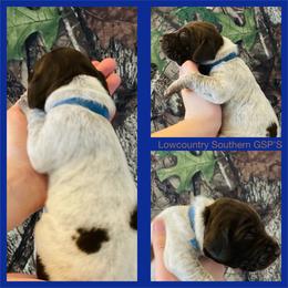 Blue Collar - Liver roan male German Shorthaired Pointer puppy in Bluffton, South Carolina from Lowcountry Southern GSP'S
