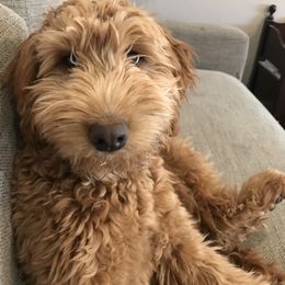 Nala - Goldendoodle