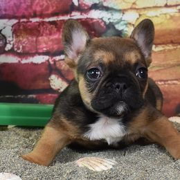 French Bulldogs from 541 Black Pearl Frenchies