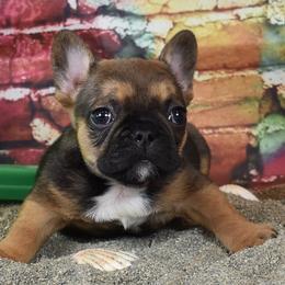 French Bulldogs from 541 Black Pearl Frenchies