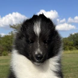 Sheamus - Black and white male Shetland Sheepdog puppy in Indianola, Iowa from Kell Shelties