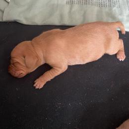 Vizsla puppies from GT Gundogs