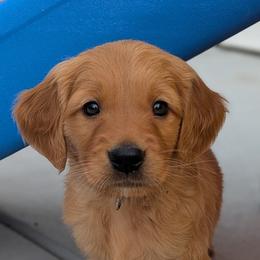 Golden Retrievers from Fur Hollow Puppies