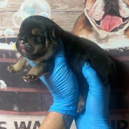 Dolly - Black tri-color female Bulldog puppy in Angelica, New York from Snapp Valley Bulldogs