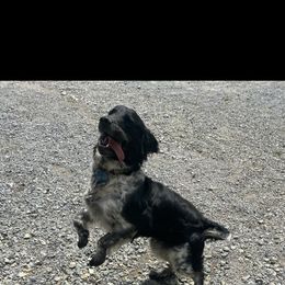 English Springer Spaniel Puppies from Saratoga Springers NY