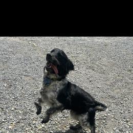 English Springer Spaniel Puppies from Saratoga Springers NY