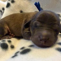 Blue Collar Male - Cream male Dachshund puppy in Madison, Indiana from Jensen Dobermans and Dachshunds