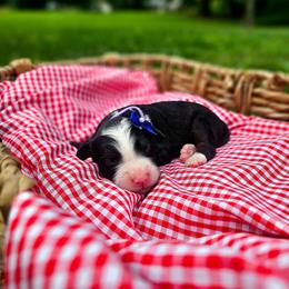 Summer - Tri-color female Bernedoodle puppy in Russell Springs, Kentucky from 270 Doodles