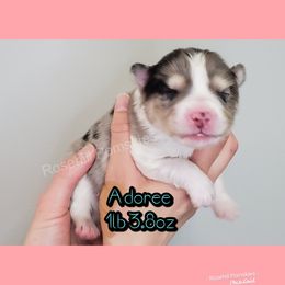 Girl 1 - Pomsky puppy in Springfield, Illinois from Rosehill Pomskies