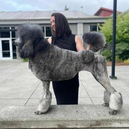Hazel - Poodle