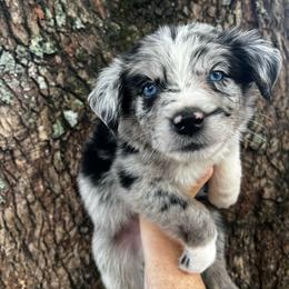 Boy 2 - Blue merle male Australian Shepherd puppy in Lakeland, Florida from Infinite Aussies