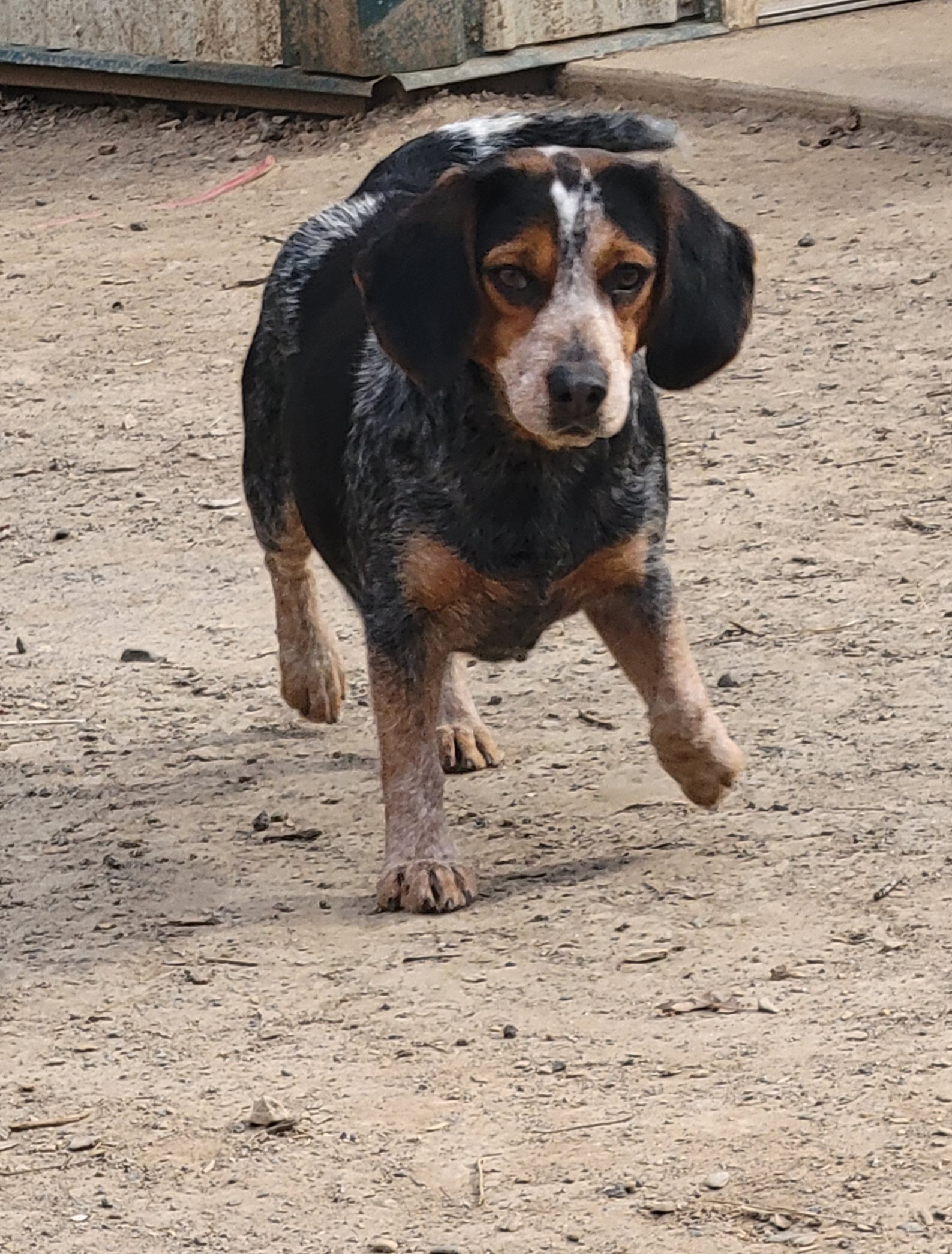 Bailey - Beagle