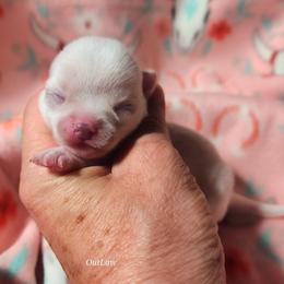 Ella - White female Chihuahua puppy in Gerald, Missouri from OutLaw Chihuahua's
