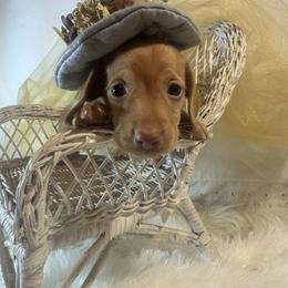 RUBY - Red female Dachshund puppy in Polo, Missouri from Blue Tails Farm