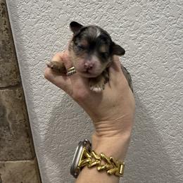 Boy 3 - Merle male Cavapoo puppy in Fayetteville, Arkansas from Silver Hill Farm