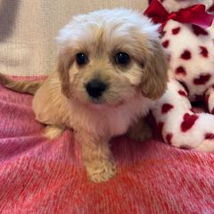 Alvin - Tan and white Cavachon puppy in Hudson, Massachusetts from Lindsey's Waggingtails Cavachons