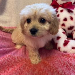 Alvin - Tan and white Cavachon puppy in Hudson, Massachusetts from Lindsey's Waggingtails Cavachons