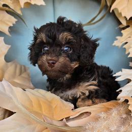 Mars - Red tri-color male Aussiedoodle puppy in Prescott Valley, Arizona from Ramirez Family Doodles