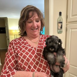 Miniature Schnauzer Puppies from Mystique Miniature Schnauzers