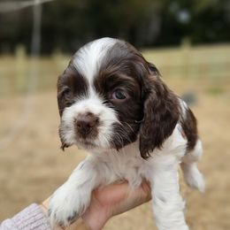 Cocker Spaniel Puppies from Susanna's Cockers