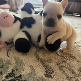 Blue - Cream male French Bulldog puppy in Norwood, North Carolina from Lakeside Frenchies