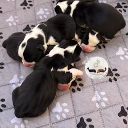Iris - Black and white female Cardigan Welsh Corgi puppy in Casper, Wyoming from Flying Note Shorties